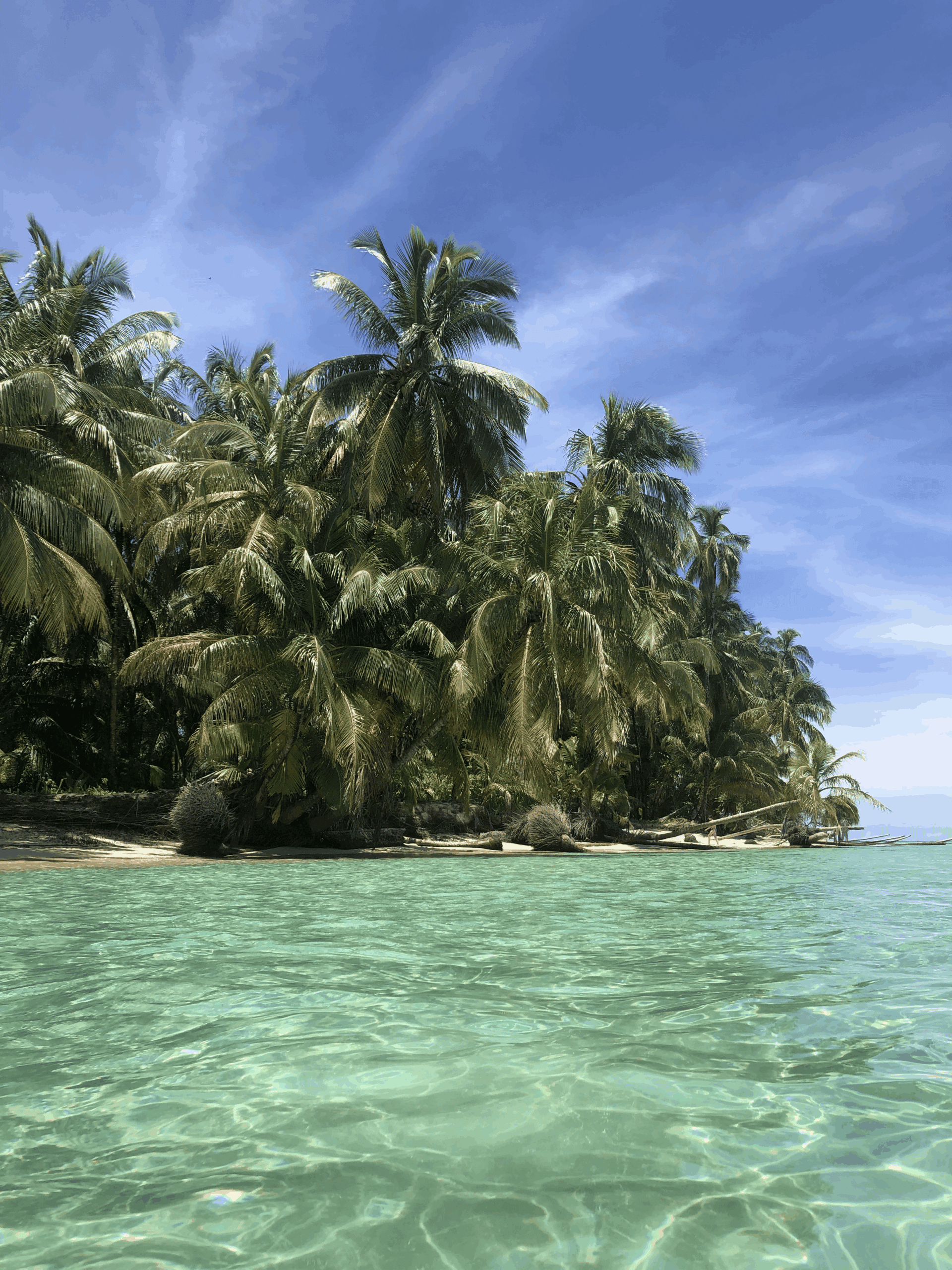 Clear turquoise water in the foreground leads to a sandy beach lined with dense, tall palm trees—a perfect setting for relaxation or travel—under a bright blue sky with wispy clouds.